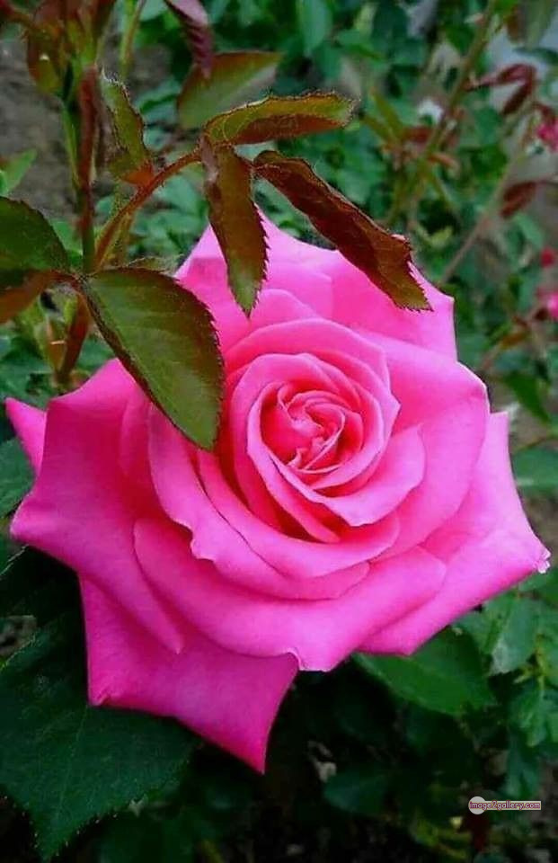 3300+ Beautiful Rose Flowers Image | Rose Flower HD Pic Download | 303 pink color rose images -(17)