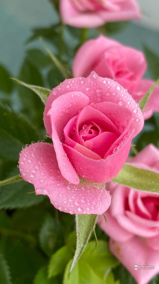 3300+ Beautiful Rose Flowers Image | Rose Flower HD Pic Download | 158 pink color rose images -(19)