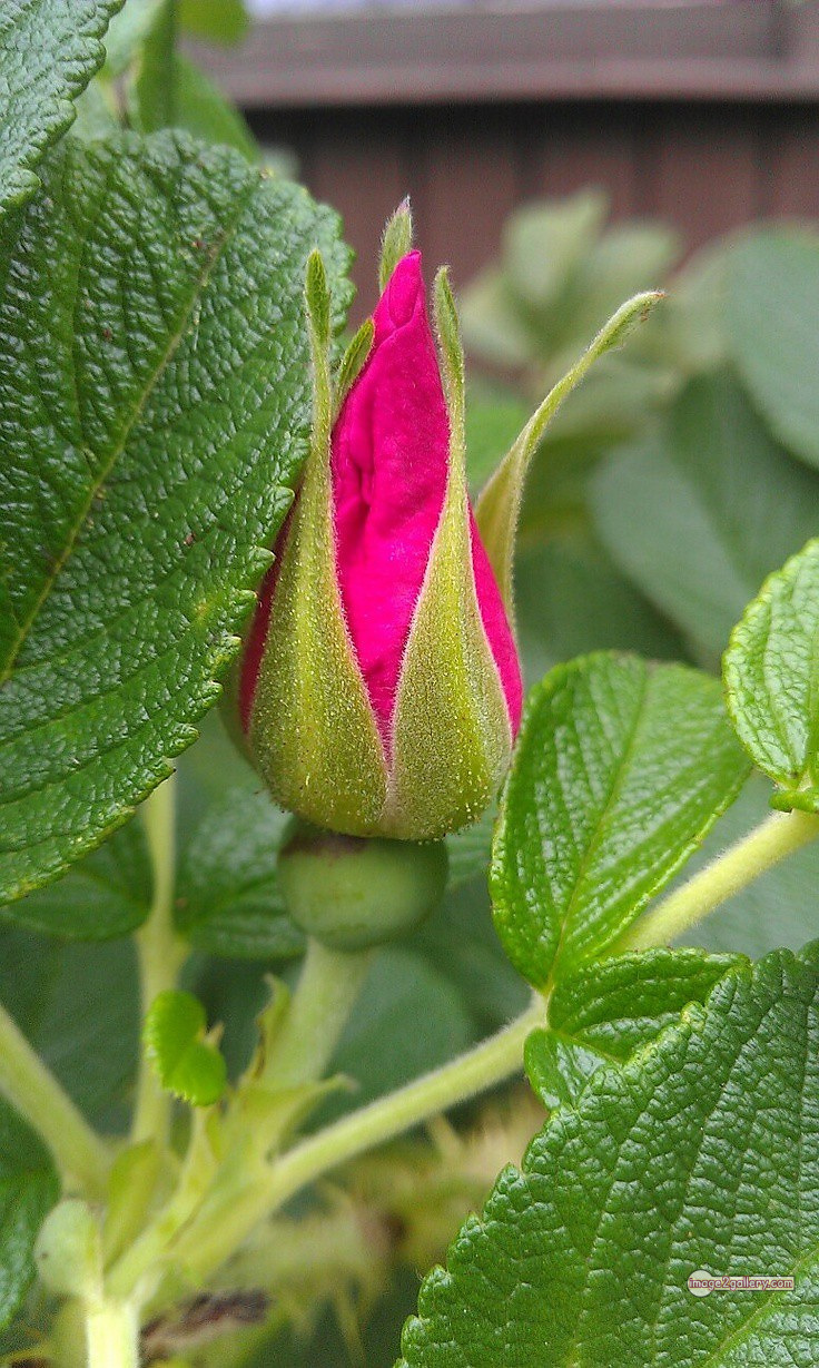 3300+ Beautiful Rose Flowers Image | Rose Flower HD Pic Download | 2712 pink color rose images -(2)