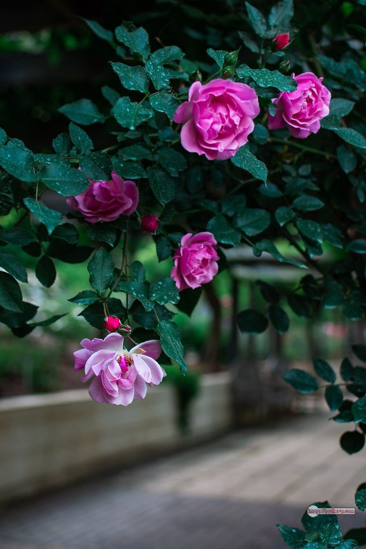 3300+ Beautiful Rose Flowers Image | Rose Flower HD Pic Download | 2517 pink color rose images -(20)