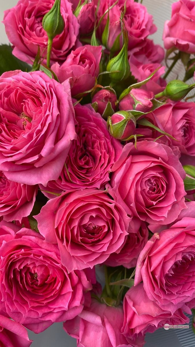 3300+ Beautiful Rose Flowers Image | Rose Flower HD Pic Download | 2754 pink color rose images -(3)