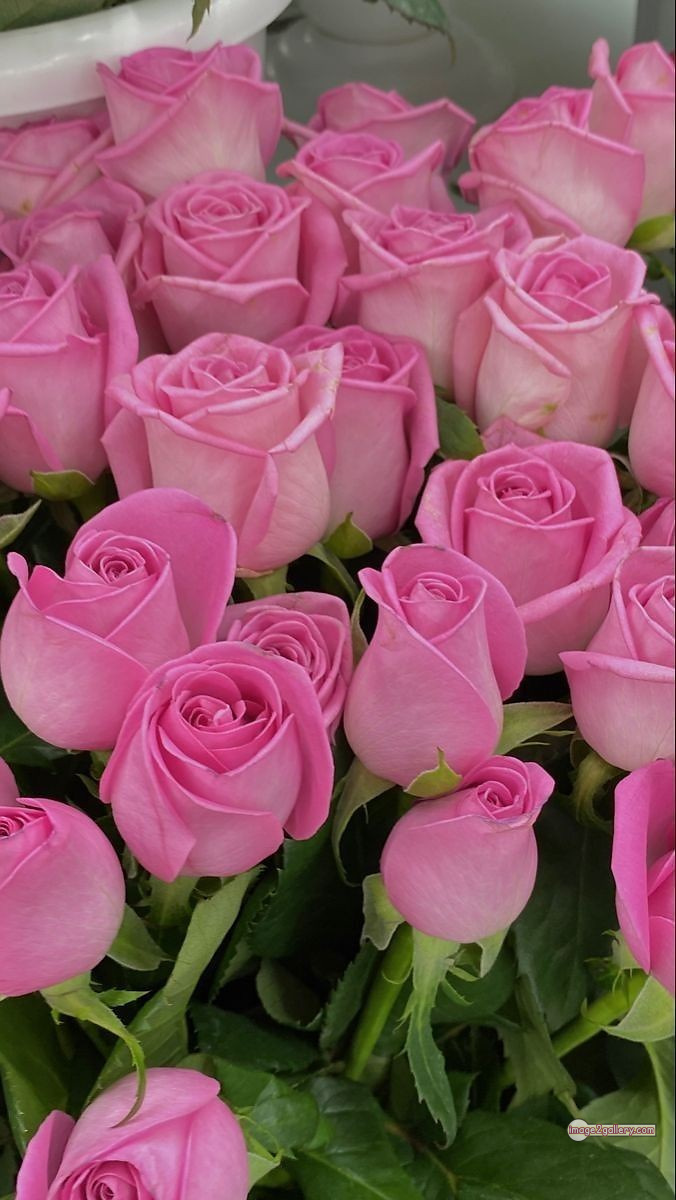 3300+ Beautiful Rose Flowers Image | Rose Flower HD Pic Download | 2672 pink color rose images -(5)