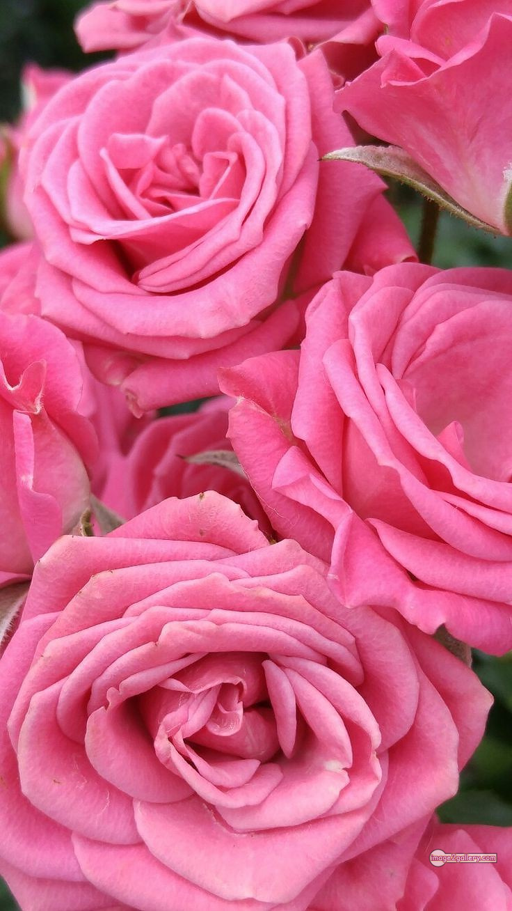 3300+ Beautiful Rose Flowers Image | Rose Flower HD Pic Download | 2756 pink color rose images -(8)
