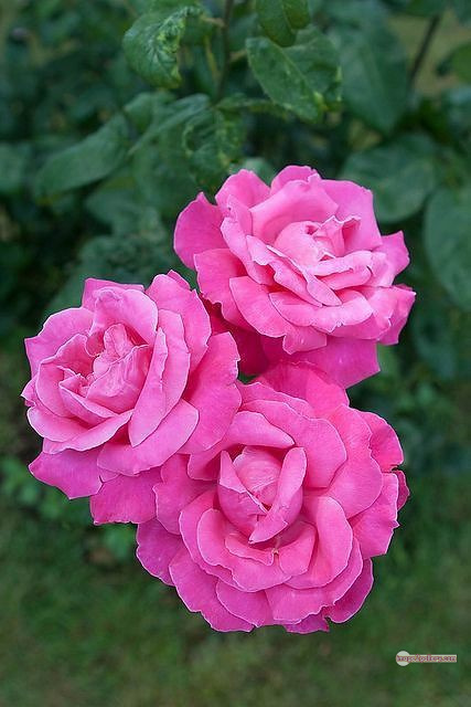 3300+ Beautiful Rose Flowers Image | Rose Flower HD Pic Download | 1006 pink rose bouquets -(10)