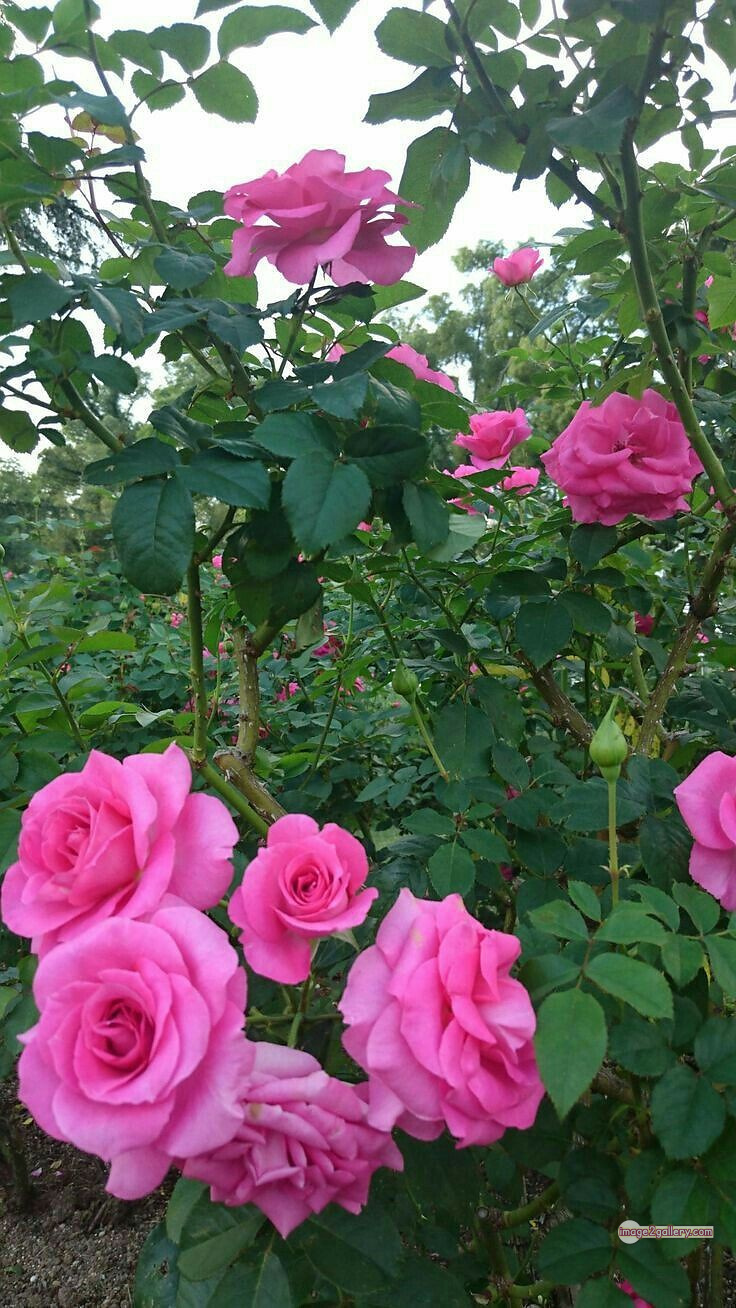 3300+ Beautiful Rose Flowers Image | Rose Flower HD Pic Download | 2393 pink rose bouquets -(12)