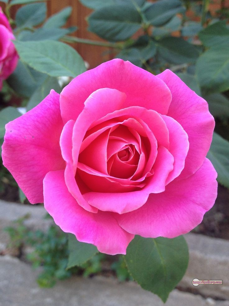 3300+ Beautiful Rose Flowers Image | Rose Flower HD Pic Download | 1007 pink rose bouquets -(13)