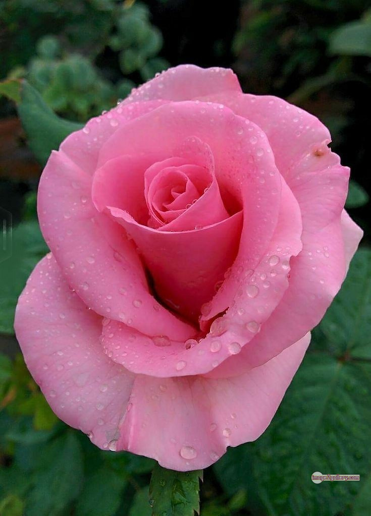 3300+ Beautiful Rose Flowers Image | Rose Flower HD Pic Download | 1797 pink rose bouquets -(15)