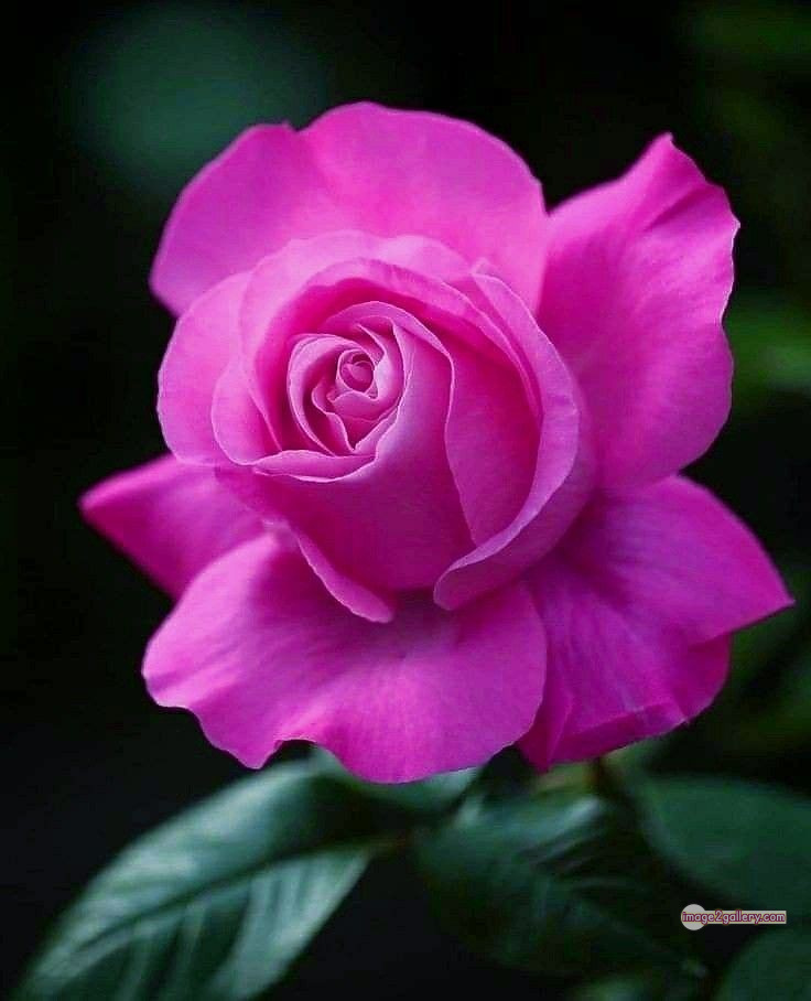 3300+ Beautiful Rose Flowers Image | Rose Flower HD Pic Download | 2394 pink rose bouquets -(17)