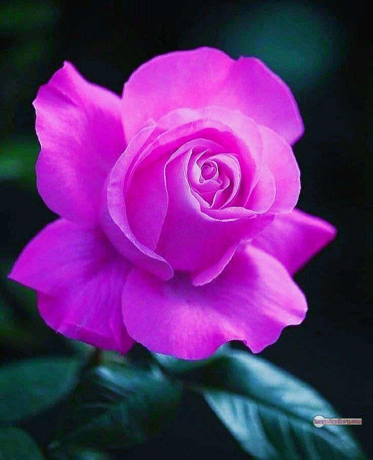3300+ Beautiful Rose Flowers Image | Rose Flower HD Pic Download | 2355 pink rose bouquets -(18)