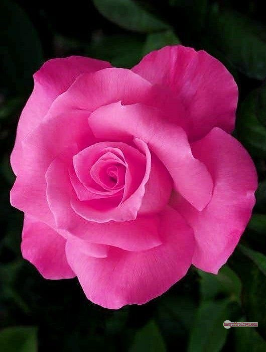3300+ Beautiful Rose Flowers Image | Rose Flower HD Pic Download | 2354 pink rose bouquets -(19)