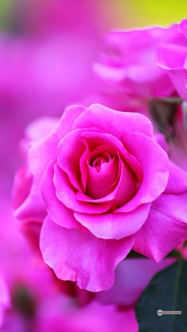 3300+ Beautiful Rose Flowers Image | Rose Flower HD Pic Download | 809 pink rose bouquets -(20)