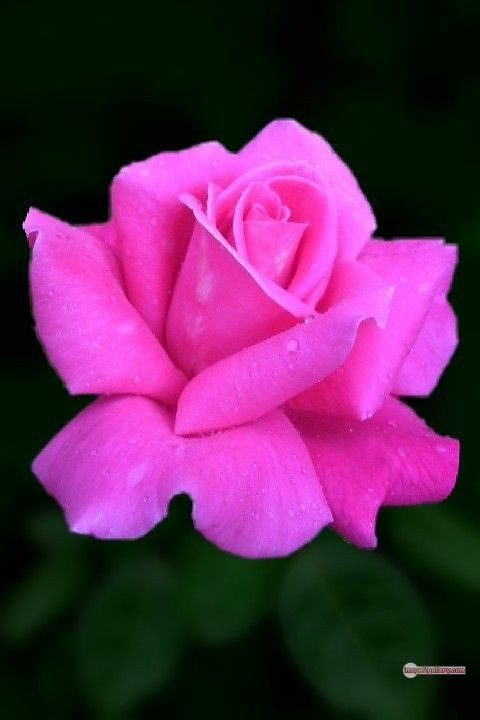 3300+ Beautiful Rose Flowers Image | Rose Flower HD Pic Download | 1172 pink rose bouquets -(21)