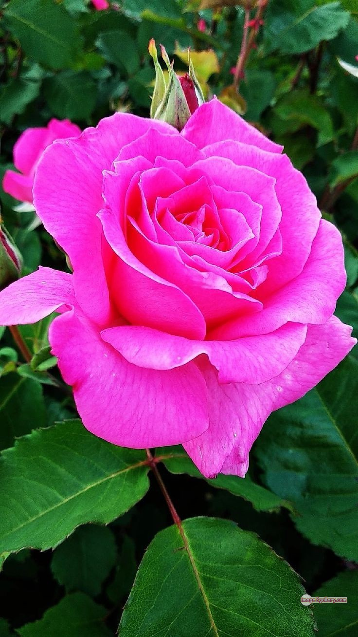 3300+ Beautiful Rose Flowers Image | Rose Flower HD Pic Download | 1796 pink rose bouquets -(22)