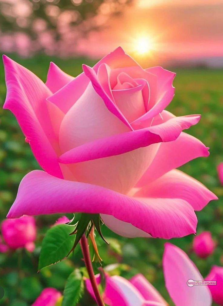 3300+ Beautiful Rose Flowers Image | Rose Flower HD Pic Download | 653 pink rose bouquets -(23)