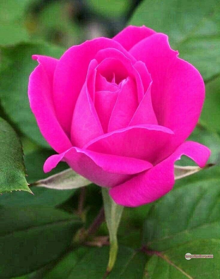 3300+ Beautiful Rose Flowers Image | Rose Flower HD Pic Download | 2391 pink rose bouquets -(25)