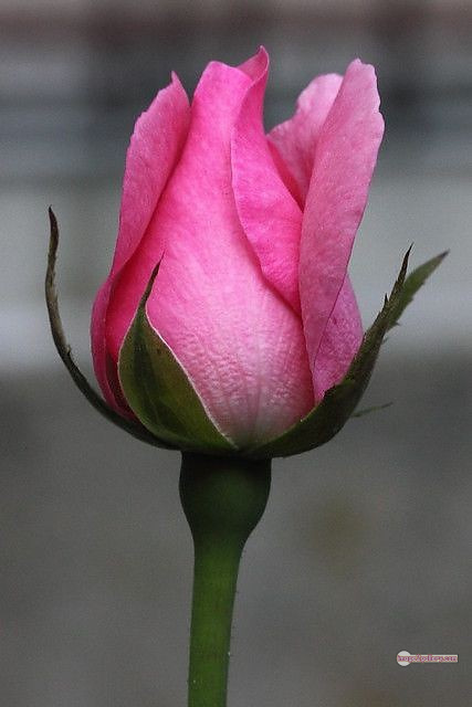 3300+ Beautiful Rose Flowers Image | Rose Flower HD Pic Download | 2392 pink rose bouquets -(26)
