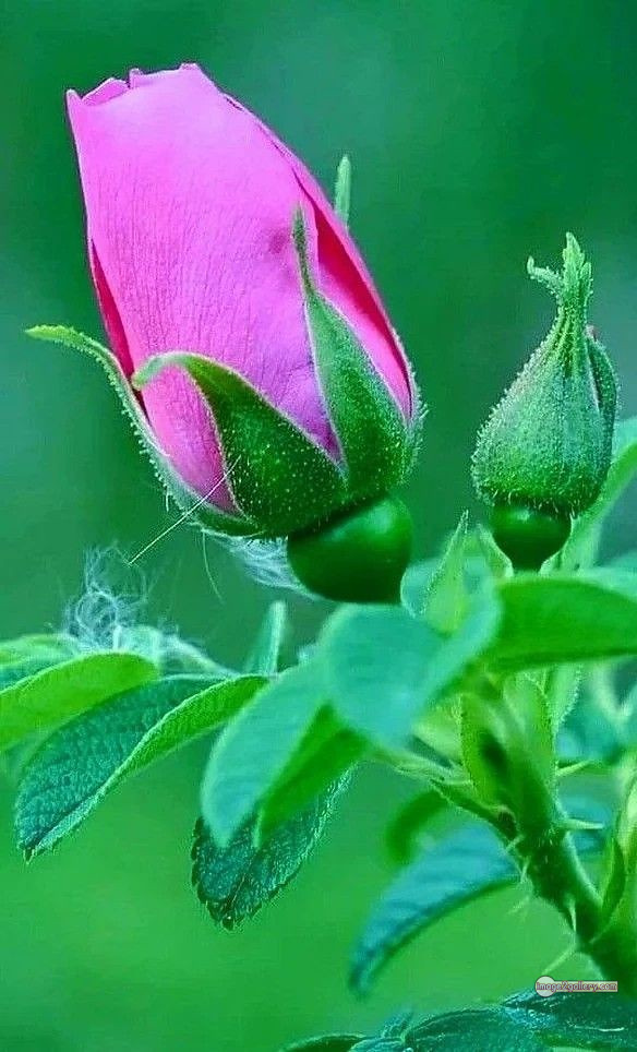 3300+ Beautiful Rose Flowers Image | Rose Flower HD Pic Download | 1173 pink rose bouquets -(27)