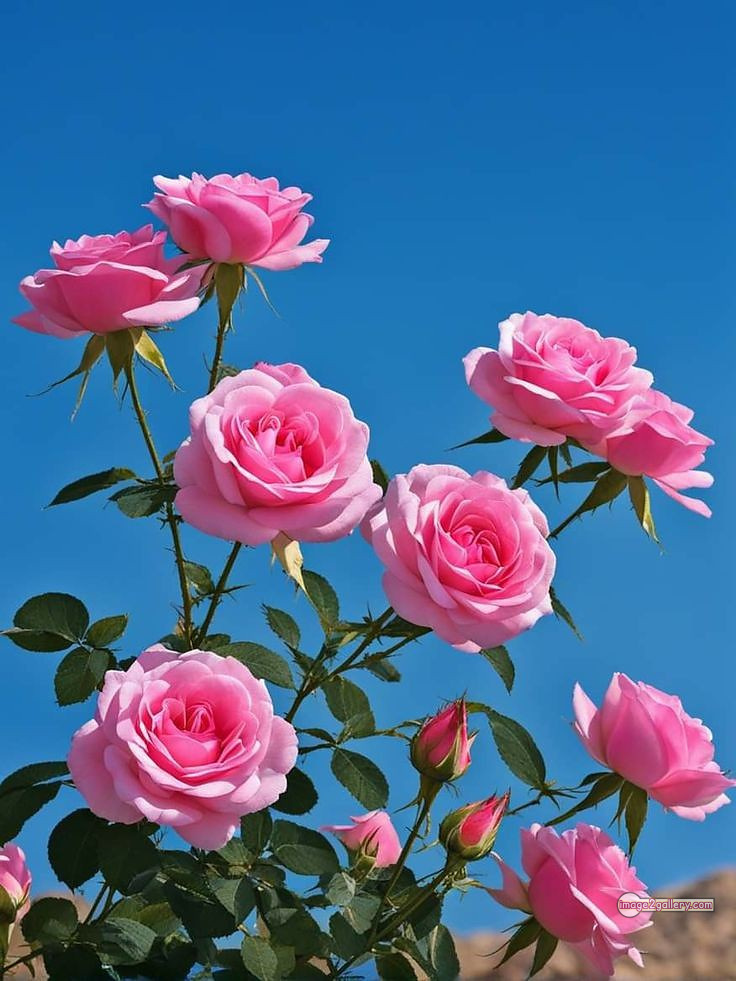 3300+ Beautiful Rose Flowers Image | Rose Flower HD Pic Download | 2396 pink rose bouquets -(3)