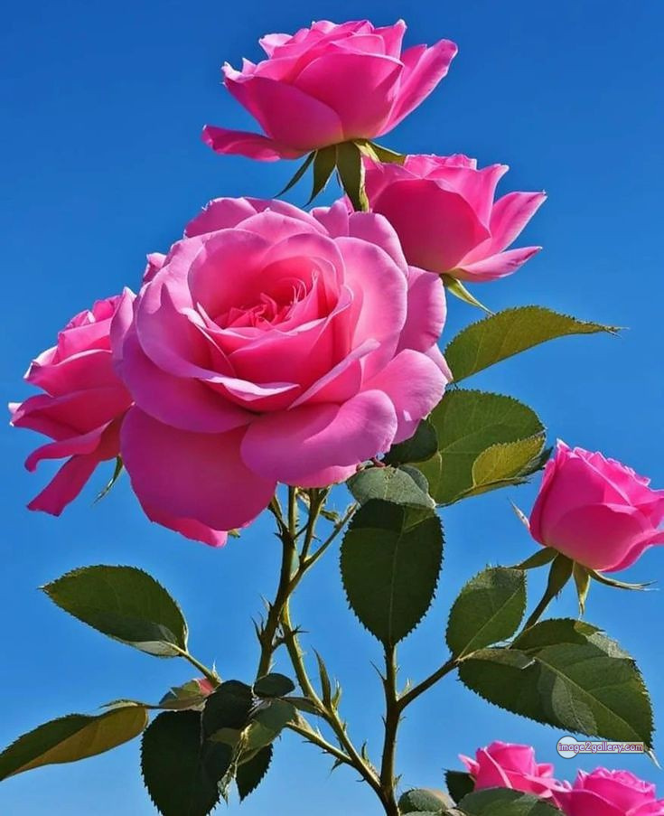 3300+ Beautiful Rose Flowers Image | Rose Flower HD Pic Download | 2207 pink rose bouquets -(4)