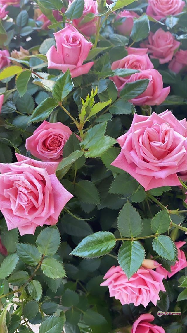 3300+ Beautiful Rose Flowers Image | Rose Flower HD Pic Download | 2395 pink rose bouquets -(5)