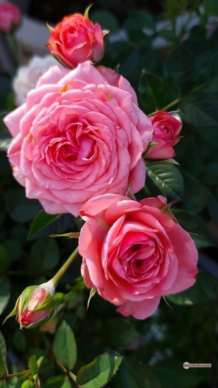 3300+ Beautiful Rose Flowers Image | Rose Flower HD Pic Download | 2425 pink rose bouquets -(6)