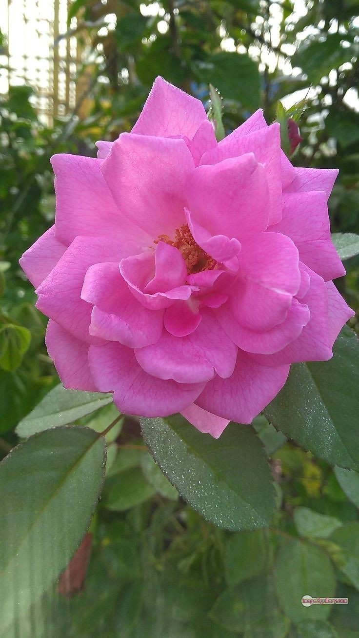 3300+ Beautiful Rose Flowers Image | Rose Flower HD Pic Download | 1800 pink rose bouquets -(8)