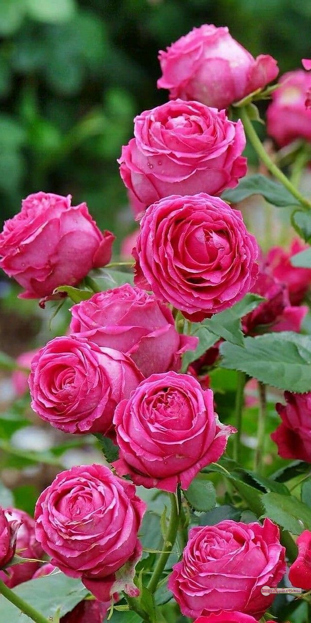 3300+ Beautiful Rose Flowers Image | Rose Flower HD Pic Download | 1112 pink rose flower -