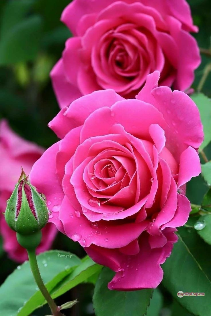 3300+ Beautiful Rose Flowers Image | Rose Flower HD Pic Download | 1096 pink rose flower -(11)