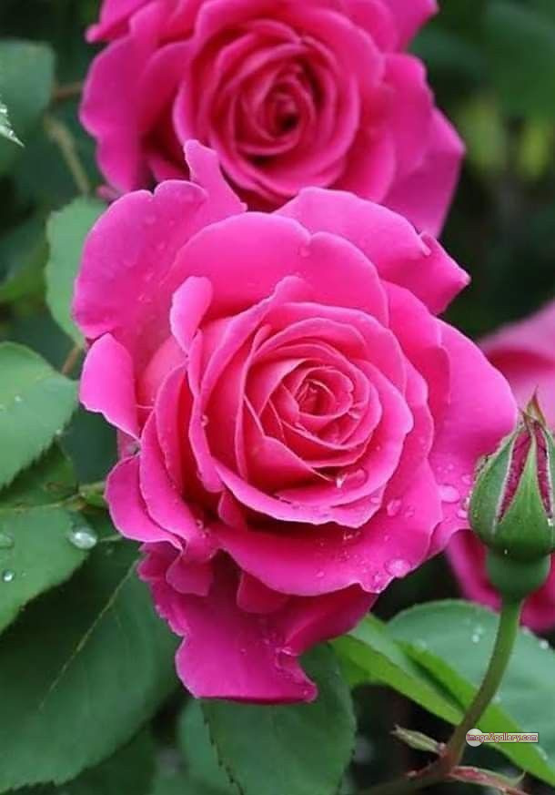 3300+ Beautiful Rose Flowers Image | Rose Flower HD Pic Download | 1794 pink rose flower -(12)