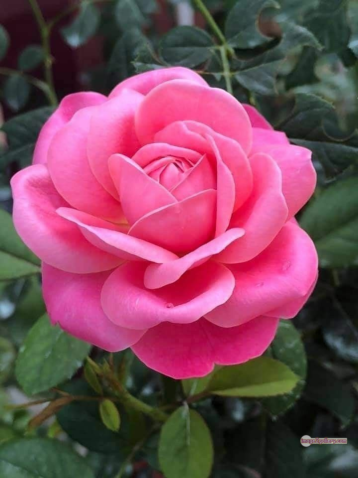 3300+ Beautiful Rose Flowers Image | Rose Flower HD Pic Download | 1795 pink rose flower -(13)