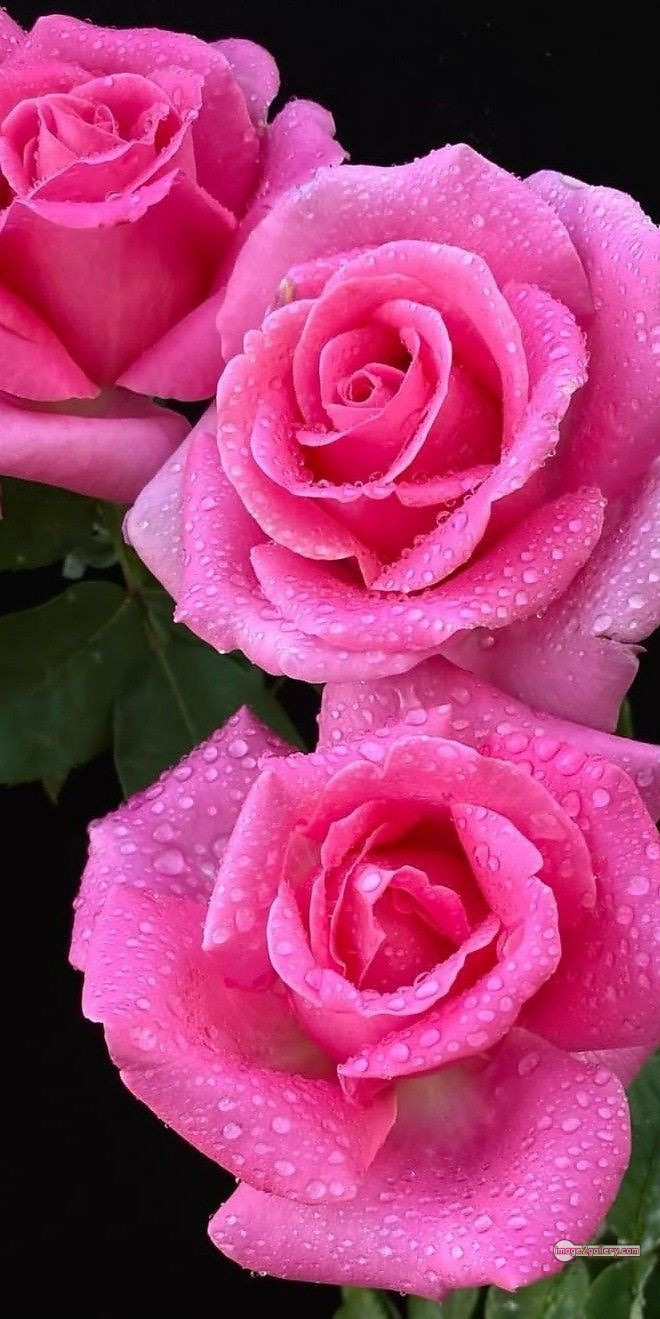 3300+ Beautiful Rose Flowers Image | Rose Flower HD Pic Download | 922 pink rose flower -(14)