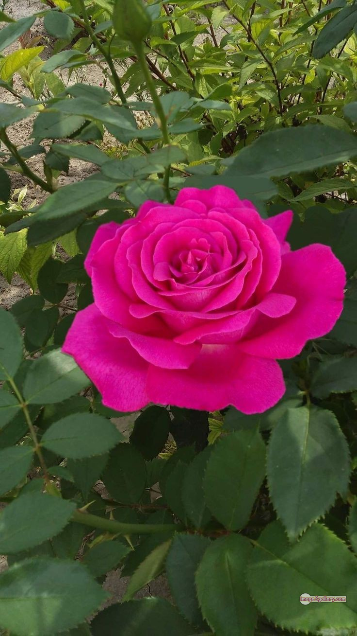 3300+ Beautiful Rose Flowers Image | Rose Flower HD Pic Download | 2397 pink rose flower -(15)