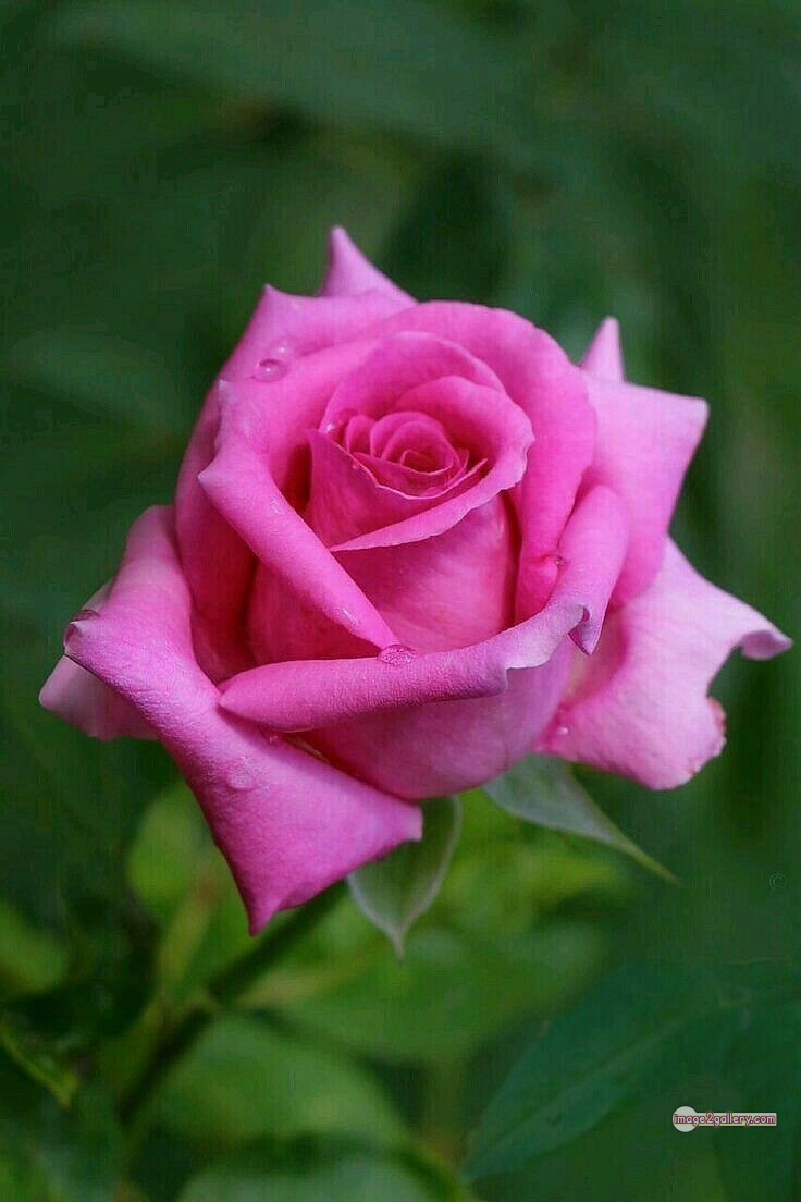 3300+ Beautiful Rose Flowers Image | Rose Flower HD Pic Download | 2356 pink rose flower -(16)
