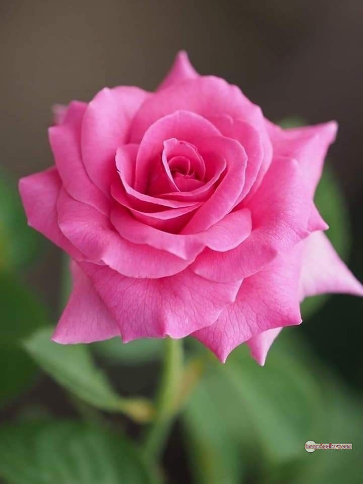 3300+ Beautiful Rose Flowers Image | Rose Flower HD Pic Download | 1798 pink rose flower -(17)