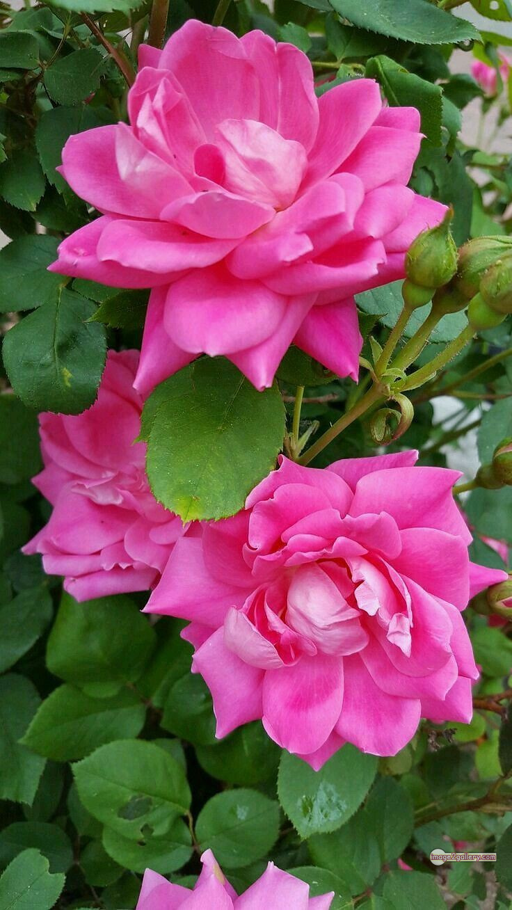3300+ Beautiful Rose Flowers Image | Rose Flower HD Pic Download | 1790 pink rose flower -(18)