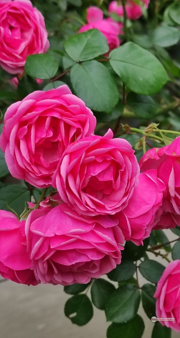 3300+ Beautiful Rose Flowers Image | Rose Flower HD Pic Download | 2426 pink rose flower -(19)