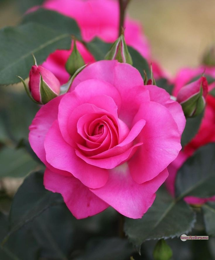 3300+ Beautiful Rose Flowers Image | Rose Flower HD Pic Download | 1799 pink rose flower -(22)