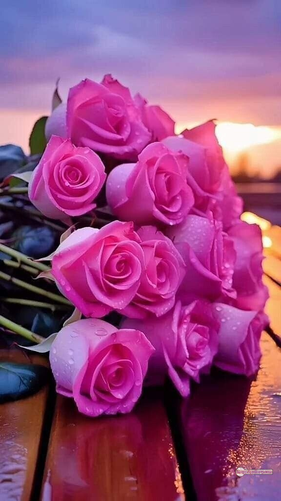 3300+ Beautiful Rose Flowers Image | Rose Flower HD Pic Download | 714 pink rose flower -(23)