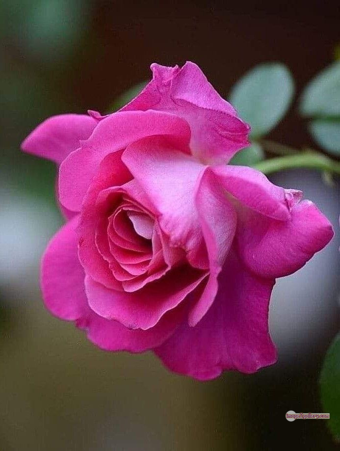 3300+ Beautiful Rose Flowers Image | Rose Flower HD Pic Download | 1777 pink rose flower -(3)