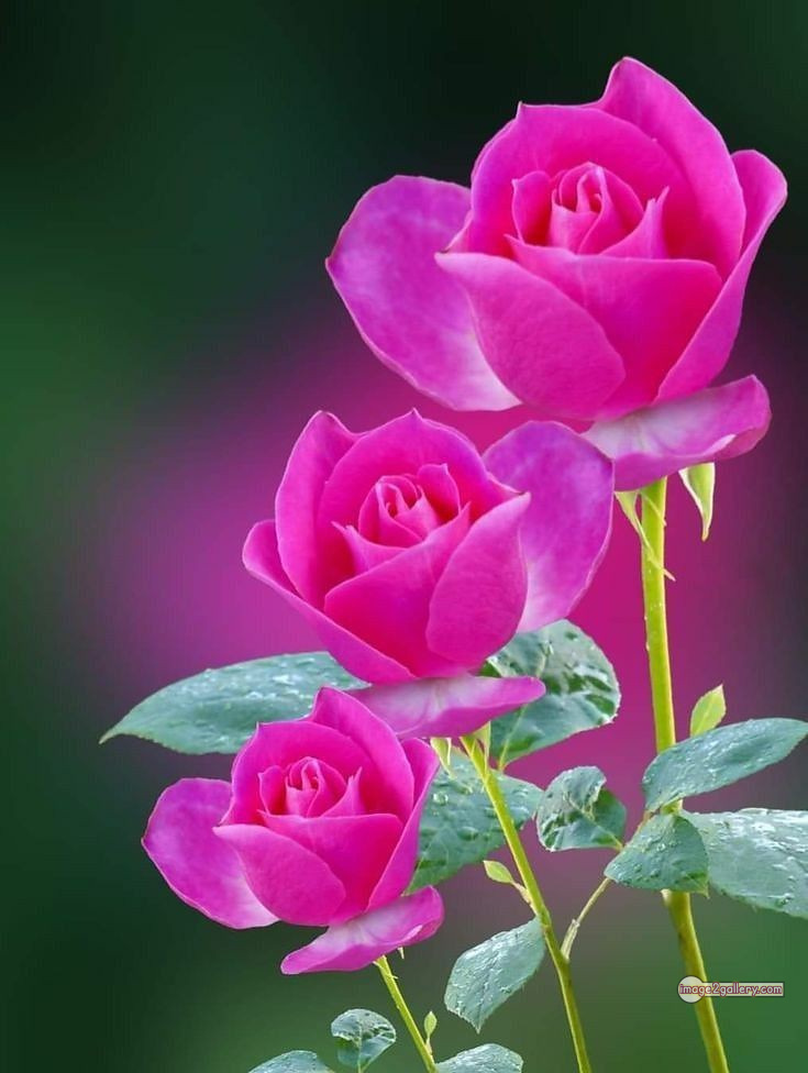 3300+ Beautiful Rose Flowers Image | Rose Flower HD Pic Download | 1099 pink rose flower -(4)