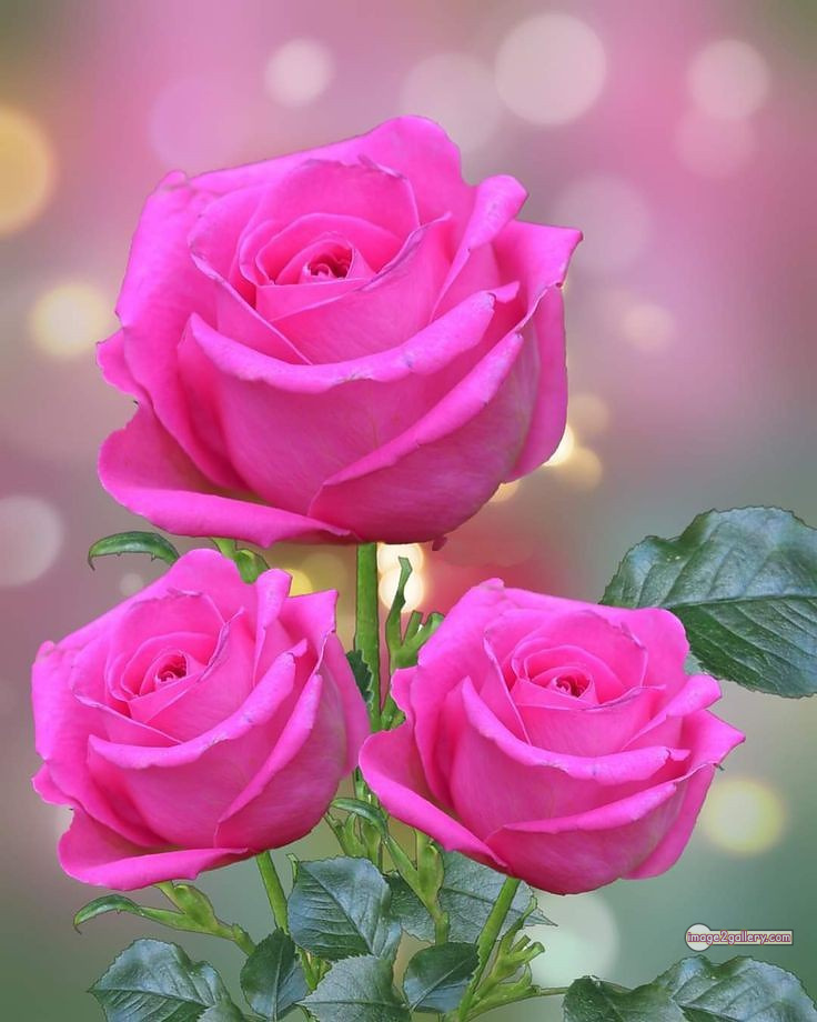 3300+ Beautiful Rose Flowers Image | Rose Flower HD Pic Download | 1097 pink rose flower -(5)