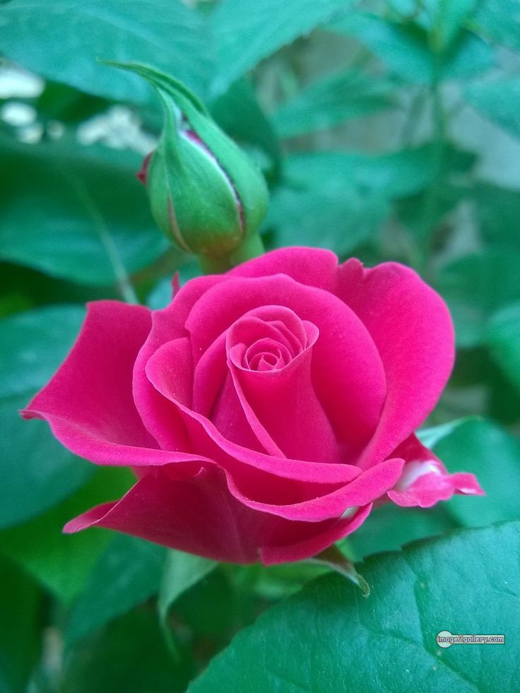 3300+ Beautiful Rose Flowers Image | Rose Flower HD Pic Download | 1776 pink rose flower -(6)