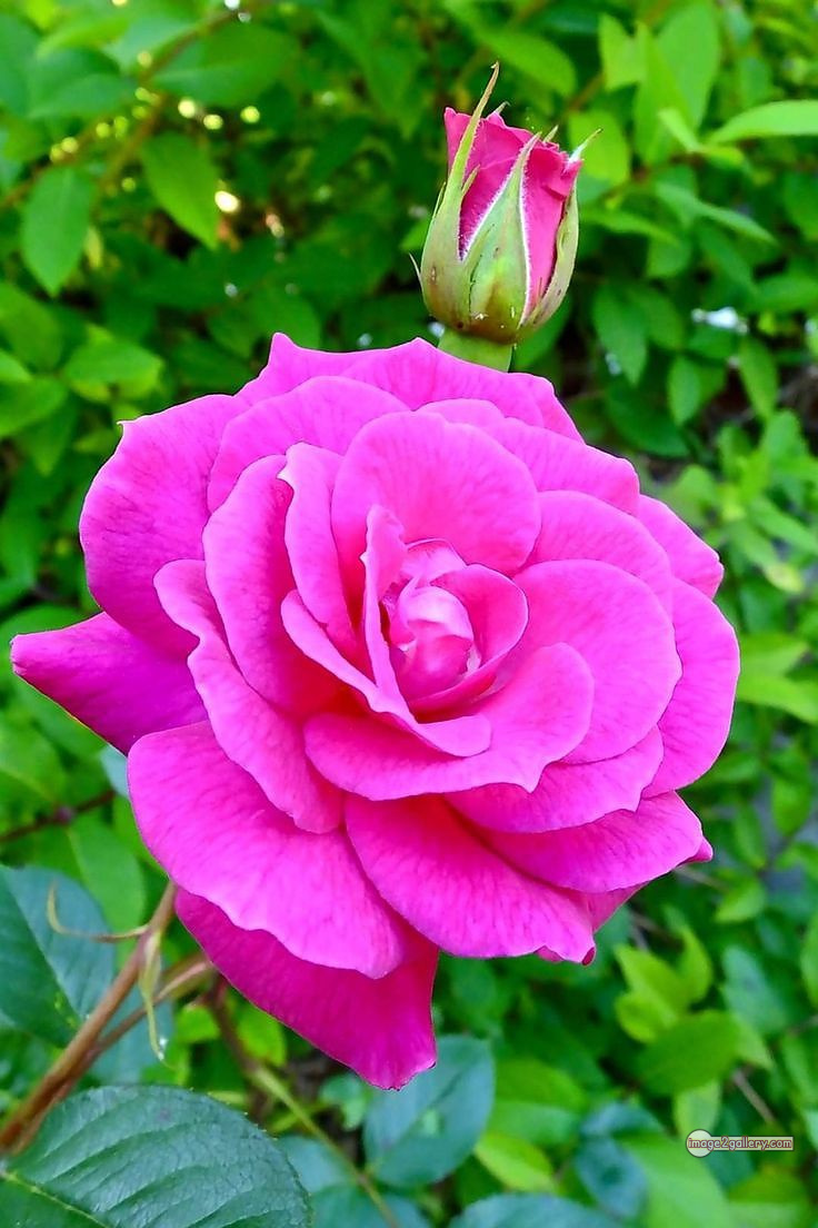 3300+ Beautiful Rose Flowers Image | Rose Flower HD Pic Download | 923 pink rose flower -(9)