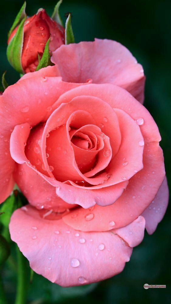 3300+ Beautiful Rose Flowers Image | Rose Flower HD Pic Download | 1469 pink rose flower bouquet -