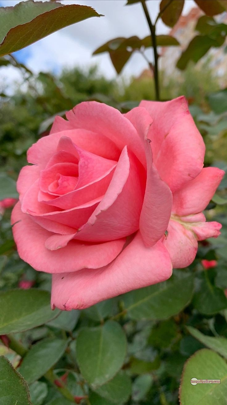 3300+ Beautiful Rose Flowers Image | Rose Flower HD Pic Download | 2512 pink rose flower bouquet -(1)