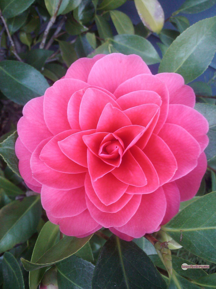 3300+ Beautiful Rose Flowers Image | Rose Flower HD Pic Download | 457 pink rose flower bouquet -(10)