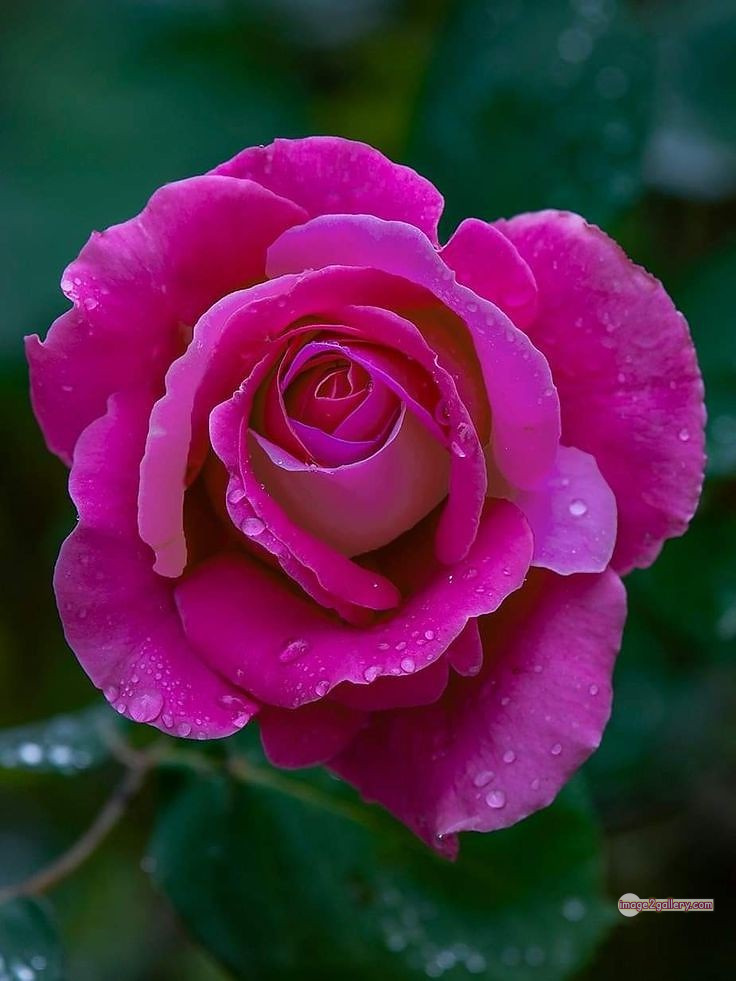 3300+ Beautiful Rose Flowers Image | Rose Flower HD Pic Download | 2511 pink rose flower bouquet -(11)