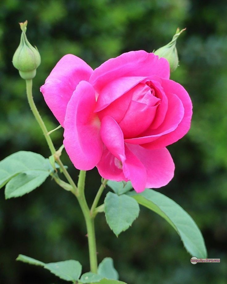 3300+ Beautiful Rose Flowers Image | Rose Flower HD Pic Download | 1478 pink rose flower bouquet -(12)