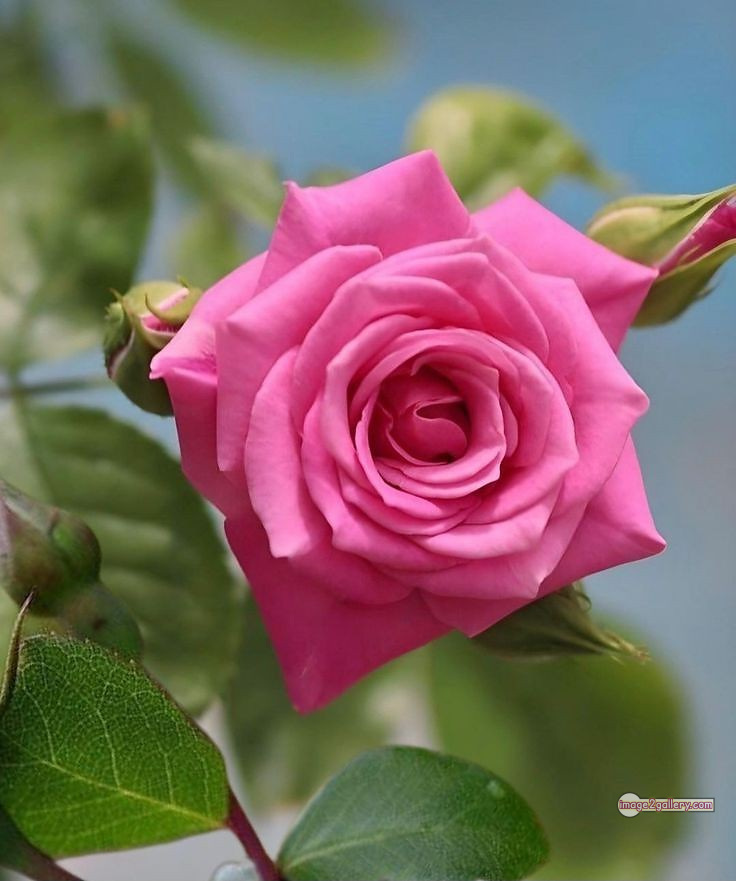 3300+ Beautiful Rose Flowers Image | Rose Flower HD Pic Download | 139 pink rose flower bouquet -(13)