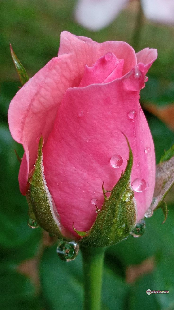 3300+ Beautiful Rose Flowers Image | Rose Flower HD Pic Download | 222 pink rose flower bouquet -(14)